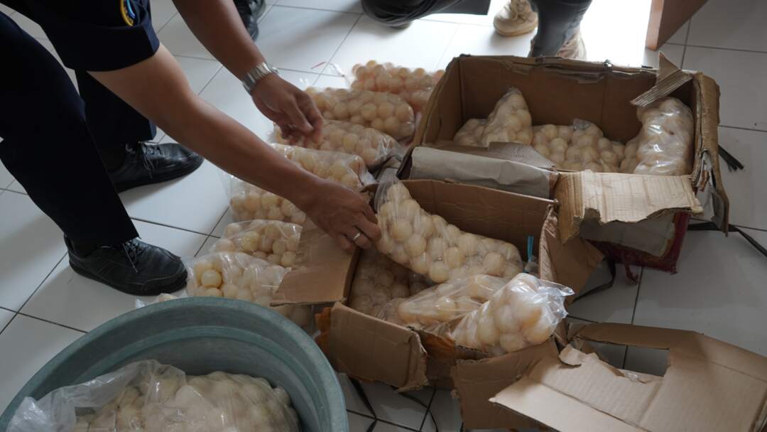 Penyelundupan Telur Penyu di Pelabuhan Kapet Sintete