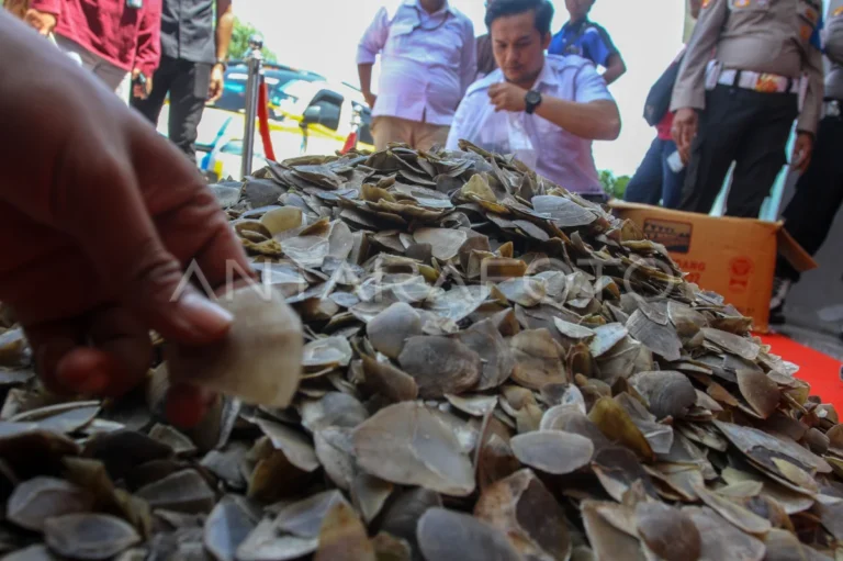 Polresta Pontianak Ungkap Jaringan Perdagangan Sisik Trenggiling